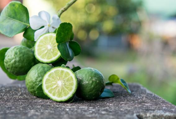 bergamot