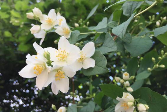 Najbolji prirodni materijali za pravljenje niche parfema - Jasmin